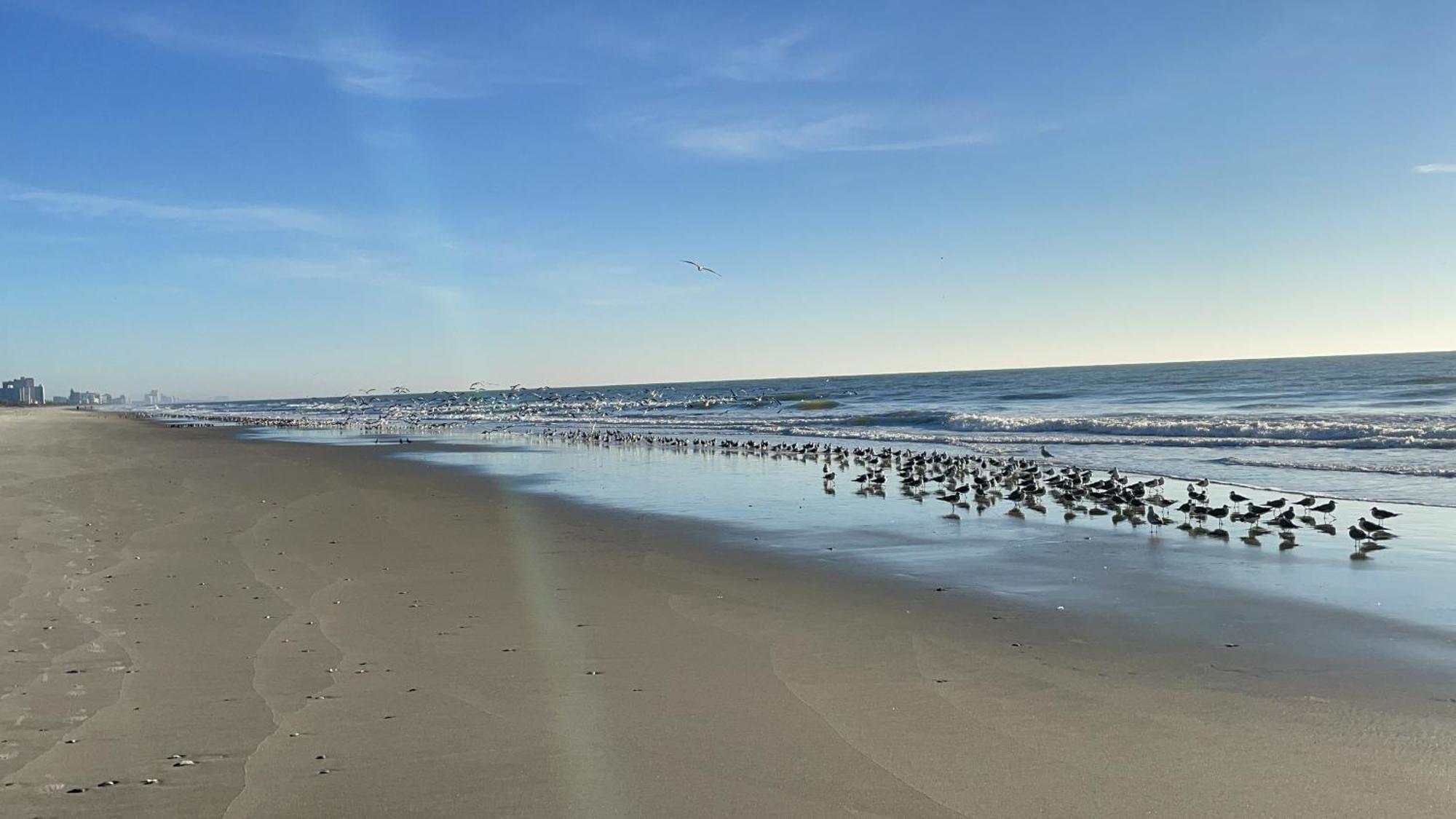 Blue Palmetto Vacation Rentals Myrtle Beach Exteriér fotografie